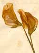 Lathyrus odoratus L., blommor x8