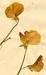 Lathyrus odoratus L., flowers x3
