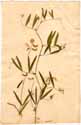 Lathyrus palustris L., framsida