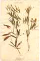 Lathyrus palustris L., framsida