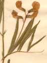 Lathyrus palustris L., blomma x4