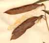 Lathyrus palustris L., fruits x4