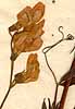 Lathyrus pratensis L., blomställning x8