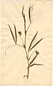Lathyrus sativus L., framsida
