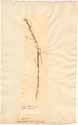 Lathyrus setifolius L., front