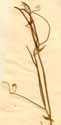Lathyrus setifolius L., blomställning x8