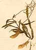 Lathyrus sp., blommor x8