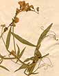 Lathyrus sylvestris L., framsida x2