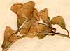 Lathyrus sylvestris L., blommor x7