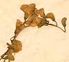 Lathyrus sylvestris L., blomställning x4