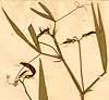 Lathyrus sylvestris L., närbild, framsida x3