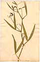 Lathyrus sylvestris L., framsida