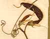 Lathyrus sylvestris L., frukter x8