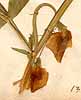 Lathyrus tingitanus L., flowers x5