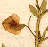Lathyrus tingitanus L., flower x7