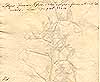 Lathyrus tingitanus L., baksida