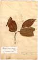 Laurus cinnamomum L., framsida