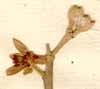 Laurus indica L., blomställning x8