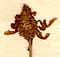 Lavandula carnosa L., inflorescens x8