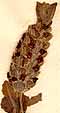 Lavandula stoechas L., inflorescens x8