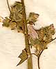 Lavatera cretica L., inflorescens x8