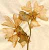 Lavatera thuringiaca L., blomställning x3
