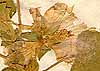 Lavatera triloba L., inflorescens x8