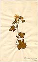 Lavatera unguiculata Desf., front