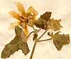 Lavatera unguiculata Desf., blomställning x5