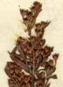 Lechia major L., inflorescens x8