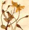 Leontice leontopetalum L., inflorescens x6