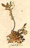 Lepidium alpinum L., blomställning x8