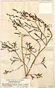 Lepidium bonariense L., front