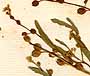 Lepidium bonariense L., blomställning x8