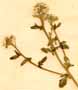 Lepidium cardamines L., blomställning x8