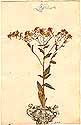 Lepidium draba L., front