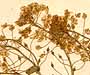 Lepidium draba L., blomställning x8