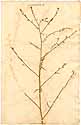 Lepidium graminifolium L., framsida