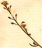 Lepidium graminifolium L., blomställning x8