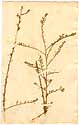 Lepidium graminifolium L., front