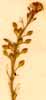 Lepidium graminifolium L., blomställning x8
