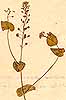 Lepidium perfoliatum L., närbild, framsida x4