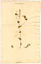 Lepidium perfoliatum L., framsida