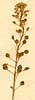 Lepidium perfoliatum L., blomställning x8