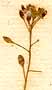 Lepidium petraeum L., blomställning x8