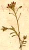 Lepidium petraeum L., inflorescens x8