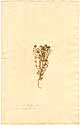Lepidium petraeum L., framsida