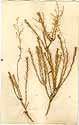 Lepidium subulatum L., front