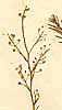 Lepidium subulatum L., inflorescens x8