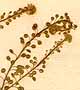 Lepidium virginicum L., blomställning x8